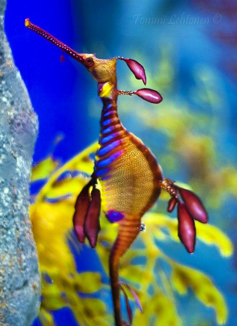 Sea Horse | A really bright sea horse in the Underwater Worl… | Flickr Ocean Mysteries, See Horse, Leafy Sea Dragon, Sea Dragons, Life Under The Sea, Sea Plants, Sea Horses, Aquarium Ideas, Salt Water Fish