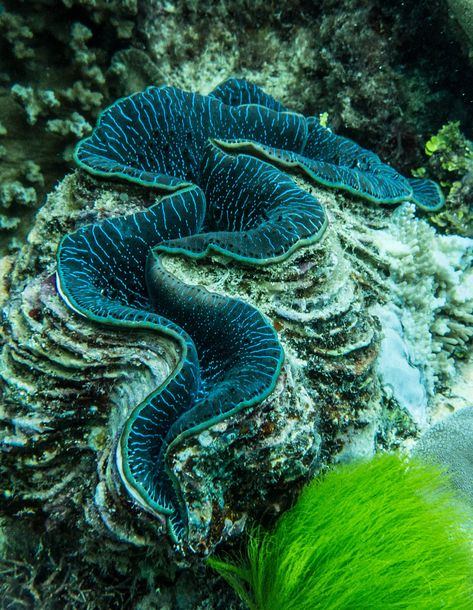 Coral Reef Aesthetic, Great Barrier Reef Coral, Reef Animals, Travel Aesthetic Outfits, Great Barrier Reef Australia, Giant Clam Shell, Barrier Reef Australia, Giant Clam, Aquatic Life