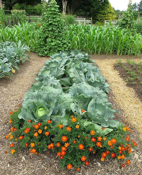 Cabbage Patch, Longwood Gardens, Idea Garden IMG_3476  Photograph by Roy Kelley using a Canon PowerShot G11 Camera.  Roy and Dolores Kelley Photographs Vertical Vegetable Gardens, Potager Garden, Longwood Gardens, Garden Veggies, Veg Garden, Home Vegetable Garden, Vegetable Garden Design, Fruit Garden, Canon Powershot