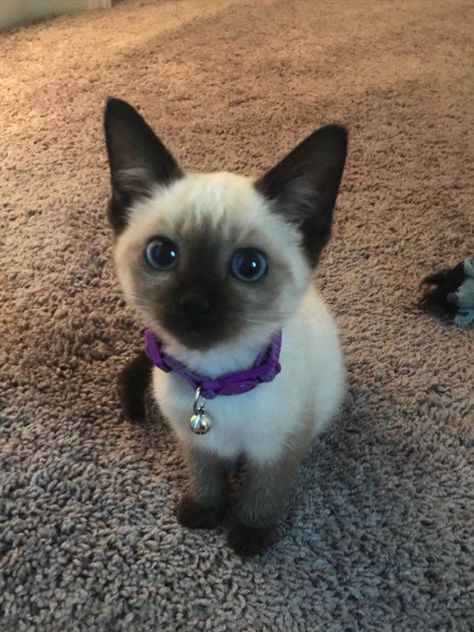 Do Siamese Cat Shed? 4 Cats, Söpö Kissa, Söt Katt, Teachers Pet, Silly Cats Pictures, Cute Cats Photos, Baby Cat, Animal Cat, Pretty Animals