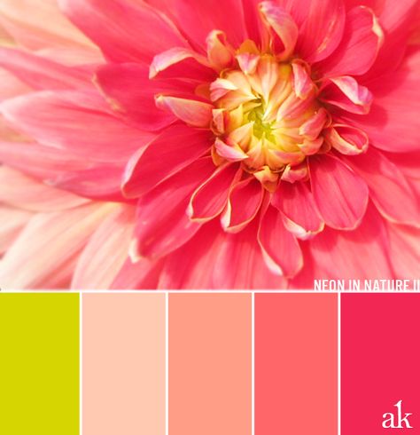 a dahlia-inspired color palette // chartreuse, peach, coral, neon pink Simon Color Palette, Pink Pallet, Pallet Inspiration, Coral Colour Palette, Chartreuse Color, Gold Color Palettes, Color Schemes Colour Palettes, Pink Palette, Palette Color