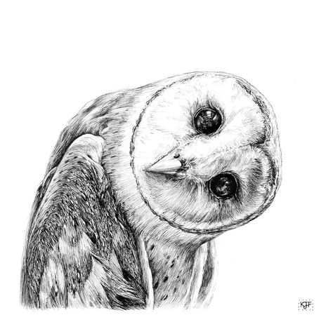 https://www.instagram.com/p/CcNvwyRLtoL/?igshid=MDJmNzVkMjY= Barn Owl Drawing, Barn Owl Tattoo, Owl Artwork, Art Alevel, Owl Illustration, Original Ink Drawing, Owls Drawing, Owl Print, Nature Wildlife