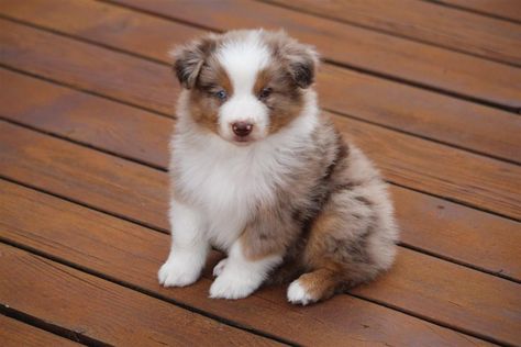 Puppies For Sale Near Me Free, Aussie Puppies For Sale, Mini Aussie Shepherd, Aussie Doodle Puppy, Mini Aussie Puppy, Doodle Dog Breeds, Australian Shepherd Puppies For Sale, Toy Australian Shepherd, Dog Obsessed