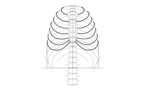 draw ribs connected to sternum Draw A Skeleton, Thoracic Cage, Thoracic Cavity, Skeleton Drawings, Cage Thoracique, Human Skeleton, Denim Art, Heart And Lungs, Bones And Muscles