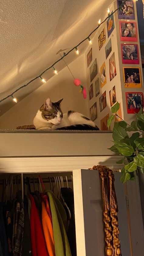 cute cat nook Cute Cat Corner Ideas, Cat Corner Aesthetic, Cat Friendly Room Decor, Small Room Cat Ideas, Cat Aesthetic Apartment, Dorm Cat Setup, Cat Hangout Ideas, Cat Places In Home, Cats In Apartments Ideas