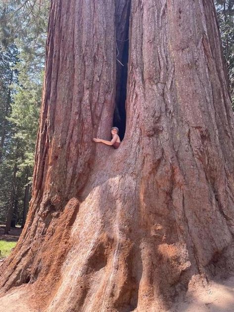 Monument Park, Weird Trees, Big Trees, Sequoia Tree, Matka Natura, Giant Tree, Redwood Tree, Old Trees, Ancient Tree