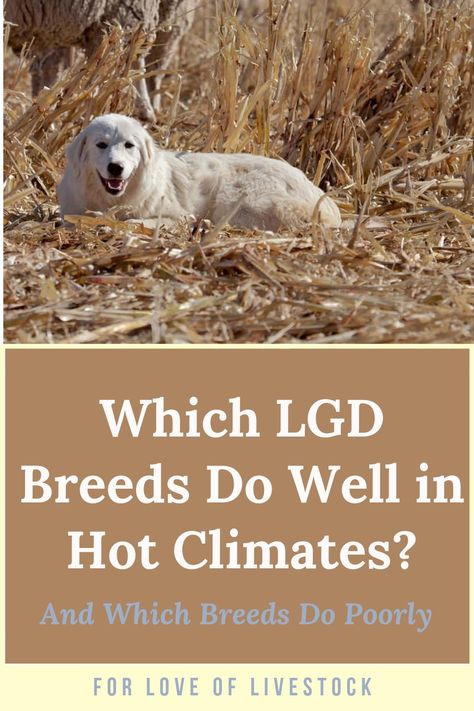 There's no questioning it: some livestock guardian dogs really struggle in the heat. Some breeds do perfectly well in dry heat, but can't handle the combination of heat and humidity. Learn which breeds tolerate the heat well, and which breeds don't. #akbash #anatolianshepherd #maremma #livestockguardiandog  #kangal #greatpyrenees #tibetanmastiff Livestock Guardian Dog Breeds, Akbash Dog, Guard Dog Breeds, Guardian Dog, Raising Farm Animals, Livestock Guardian Dog, Livestock Guardian, Great Pyrenees Dog, Anatolian Shepherd