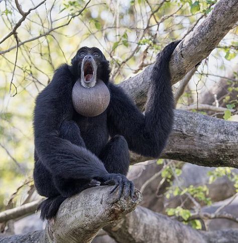 SIAMANG {Gibbon} Primates, Zoo Animals, Natural Wonders, Animals