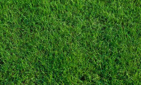 Does Sand Help Bermuda Grass Grow? (The Best Sand) Bermuda Sod, Zoysia Grass, Bermuda Grass, Types Of Grass, Grass Type, Lush Lawn, Healthy Lawn, Drought Resistant, Clay Soil