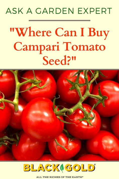 “Where can I buy Campari tomato seeds for plants?” Question from Rena of Morehead City, North Carolina Answer: The seed for commercially available Campari tomatoes is generally... #Campari #tomato #seed #seeds #starting #find #buy Campari Tomatoes, Tomato Seed, Tomato Garden, Tomato Seeds, Tomato Plants, Herb Garden, Garden And Yard, Tomatoes, North Carolina