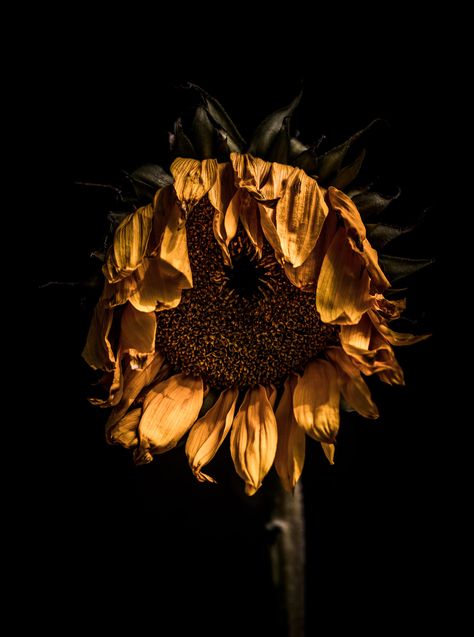 Sunflower, Flowers