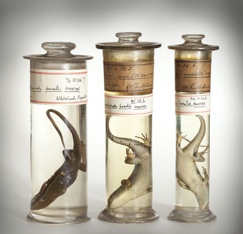 Three specimens from the Natural History Museum’s wet specimen collection © Trustees of the NHM, London. From Taxidermy, skeletons and stuff in jars - Britain's best places to see natural history collections by Museum Crush Wet Specimen Taxidermy, Specimen Collection, Wet Specimen, Taxidermy Art, Vulture Culture, Natural History Museum, Arte Inspo, History Museum, Taxidermy