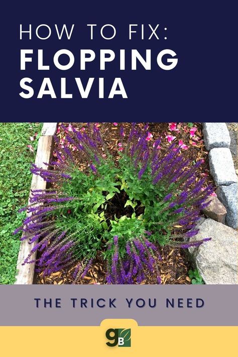 Salvia Garden, Salvia Plants, Gardening Herbs, Herbs Plants, Bucket Gardening, Landscape Maintenance, Container Gardening Flowers, Garden Solutions, Balcony Plants