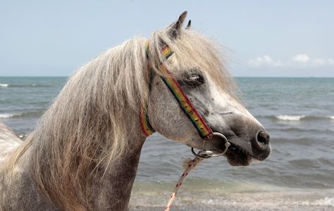 caspian Caspian Horse, Horse Conformation, Horses Tack, Desert Horse, Gorgeous Horses, Pony Breeds, Miniature Horses, Cowgirl Magazine, Persian Empire