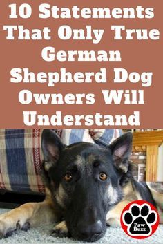 German Shepherd owners everywhere will understand these. German Shepherd Care, German Shepherd Facts, Sable German Shepherd, Dogs Bed, German Shepherd Husky, German Shepherd Training, German Shepherd Funny, Shepherd Dogs, Dog Activities