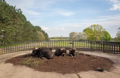 https://www.zoochat.com/community/media/gaur-whipsnade-07-may-2016.327032/full?lightbox=1&update=1465295885 Zoo Boo, Rare Animals, Light Box, Media, Animals