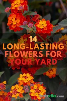 No more flowers that quickly wilt in your yard. Check out these 14 long-lasting flowers that will look good throughout the season. Diy Rose, Backyard Flowers, Container Gardening Flowers, Garden Wallpaper, Outdoor Flowers, Summer Plants, Beautiful Flowers Garden, Garden Yard Ideas, Front Yard Garden