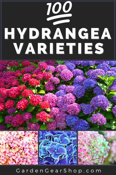 Hydrangea Color Change, Twist And Shout Hydrangea, Grow Hydrangea, Hydrangea Plant Care, Hydrangea Shade, Hydrangea Seeds, Hydrangea Landscaping, Large Hydrangea, Types Of Hydrangeas