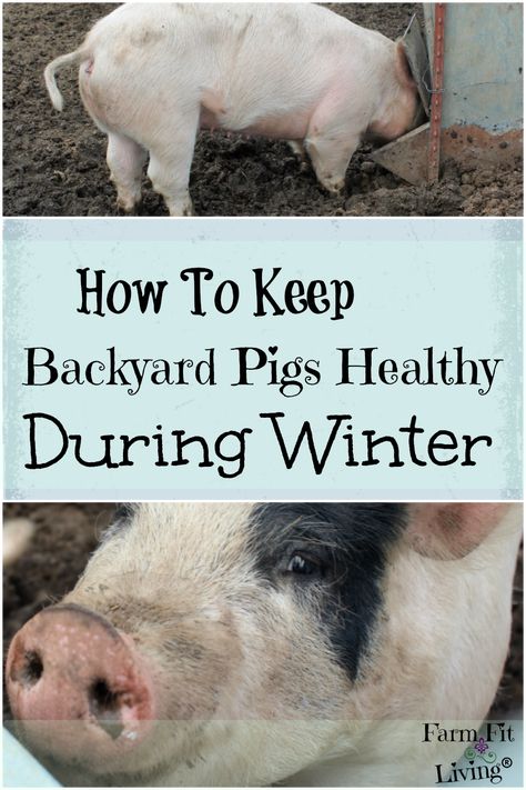 Mini Pig Enclosure, Potbelly Pig Pen Ideas, Pig Shelter Diy, Pig Pen Ideas Diy, Backyard Pigs, Diy Pig Pen, Keeping Pigs, Potbellied Pigs, Pig Enclosure