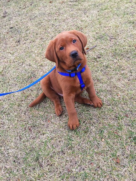 Redfox Labrador Puppy, Fox Red Labrador Retriever, Red Labrador Retriever, Golden Labrador Drawing, Red Fox Labrador Puppy, Red Lab Puppy, Red Fox Lab, Red Fox Labrador, Labrador Drawing