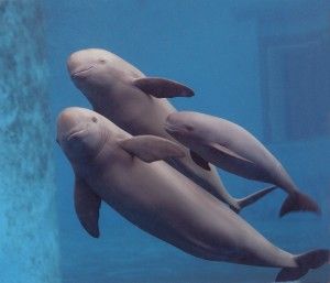 Yangtze Finless Porpoise Finless Porpoise, Sharks Scary, Endangered Wildlife, Life Under The Sea, Life Is Precious, 카드 디자인, Aquatic Animals, Endangered Animals, Marine Mammals