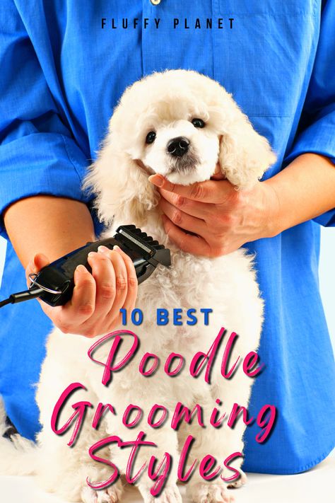 10 Best Poodle Grooming Styles Short Poodle Haircut Dogs, Parti Poodle Haircut Styles, Types Of Poodle Haircuts, Standard Poodles Haircuts, Dog Grooming Styles Poodle, Fluffy Poodle Haircut, Poochon Puppy Haircut, How To Groom Poodles At Home, Dog Haircuts Poodle