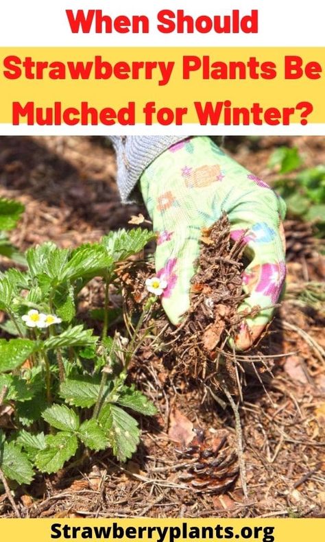 When Should Strawberry Plants Be Mulched for Winter? Winterizing Strawberry Plants, How To Overwinter Strawberry Plants, How To Winterize Strawberry Plants, Garden Winter Prep, Strawberry Bush, Growing Rhubarb, Strawberries In Containers, Strawberry Beds, Garden Winter