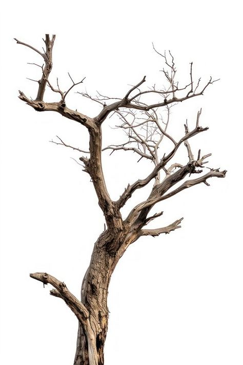 A dried tree driftwood plant white background. | free image by rawpixel.com Trees With No Leaves, Plant White Background, Driftwood Plant, Cottonwood Tree, Glass Wallpaper, Tree Aesthetic, Dry Tree, Bare Trees, Tree Background