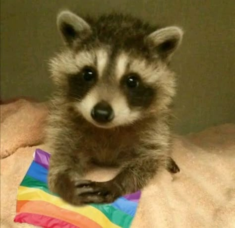 Ferrets Cute, Animales Cute, Baby Raccoon, Cute Ferrets, Raccoon Funny, Feb 2, Cute Animals, I Love, Rainbow