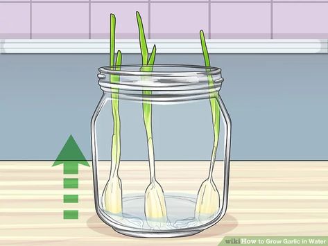 Grow Garlic In Water, Regrow Garlic, Growing Garlic From Cloves, Grow Pineapple Plant, Tiny Deck, Grow Green Onions, When To Plant Garlic, Grow Garlic Indoors, Onion Garden