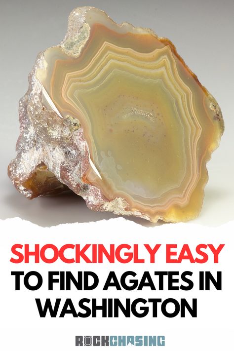 Looking for agate in Washington? Discover the best spots to find real agates in the beautiful state of Washington! Agate photo provided by Weinrich Minerals Washington State Rocks And Minerals, Washington Rockhounding, Rock Identification Pictures, Rockhounding Washington, Raw Gemstones Rocks, Rock Identification, Agate Rocks, Rock Hunting, Volcanic Rock