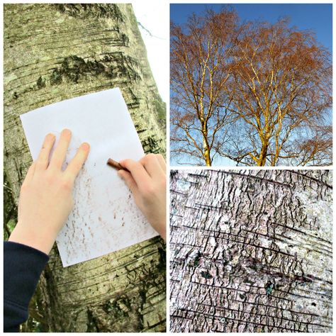 Tree bark varies wildly between species of trees, and taking a bark rubbing is a great way to focus on the different patterns and textures, Apple Rhubarb, Tree Bark Texture, Charlotte Mason Homeschool, Tree Textures, Fruit Leather, Simple Craft, Daily Walk, Summer Projects, Tree Bark