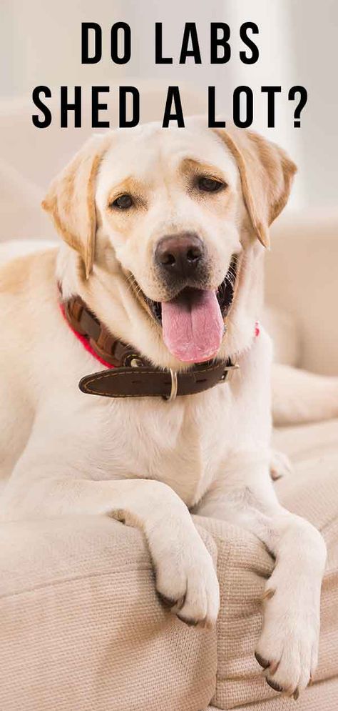 Do Labs Shed a Lot? When Molting Gets Out of Hand Yellow Labs Dogs, Labs Dogs, Dog Training Barking, Yellow Labs, Labrador Mom, Living With Dogs, Stop Dog Barking, Group Of Dogs, Lab Dogs