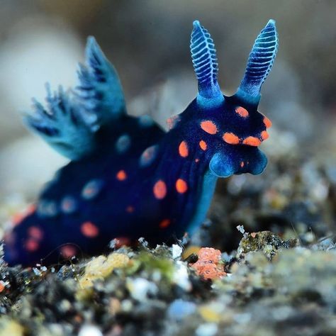 Aquarium Boost on Instagram: “Nudibranch (sea slug)😍😍 . . Beautiful shot by @nataliagrabovskaja. . .  #nudibranch #nudibranchs #seaslug #uw #uwpics #uwphotography…” Cool Sea Creatures, Nikon D500, Sea Slugs, Nature Pattern, Deep Sea Creatures, Sea Slug, Beautiful Sea Creatures, Water Animals, Underwater Creatures