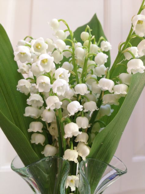 Lily Of The Valley Flowers, Valley Flowers, Nothing But Flowers, Flower Therapy, Pretty Plants, Flowers Nature, Flower Pictures, Lily Of The Valley, Love Flowers