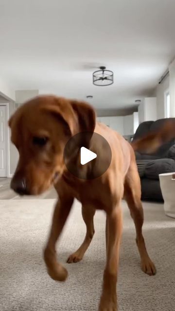 2,854 likes, 34 comments - funny_animals_l8l on May 31, 2024: "Dancing dog 😂🥰😍🤪🐶🐾💕🦴🐩🐕❤️#dance #dog #funny #cute". Dancing Dogs Funny Videos, Dogs Dancing, Dancing Dogs, Dog Dancing, Dog Dance, Boxer Dogs Funny, Dog Cuddles, Dogs Funny, Adorable Dogs