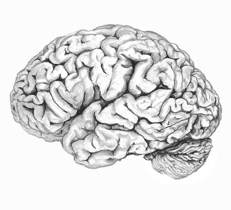 Human Brain Drawing Brain Sketch Art, Brain Drawing Anatomy, Realistic Brain Drawing, Human Brain Sketch, Brain Reference, Human Brain Drawing, Human Brain Art, Brain Sketch, Brain Painting