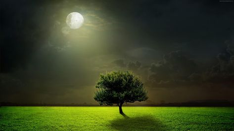 #moonlit #dark night sky #darkness lone tree lonely tree #field #grasslaned full moon #tree #moonlight #moon #night #grass #clouds #sky #meadow #4K #wallpaper #hdwallpaper #desktop Fields Wallpaper, Matka Natura, Moon Moon, Lone Tree, Landscape Photography Nature, Scenery Nature, Moon Photography, Beautiful Moon, Beautiful Landscape Wallpaper