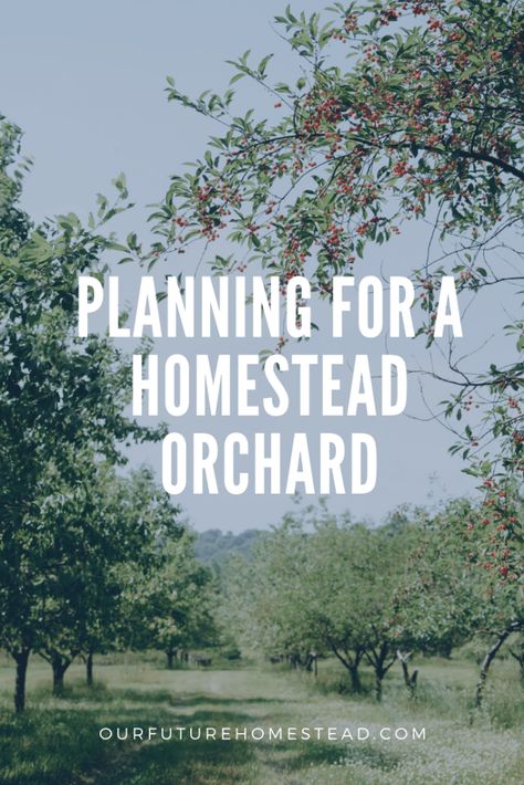 Homestead Orchard, Picking Fruit, Orchard Design, Orchard Garden, Growing Fruit Trees, Farm Plans, Homestead Farm, Homestead Gardens, Future Farms