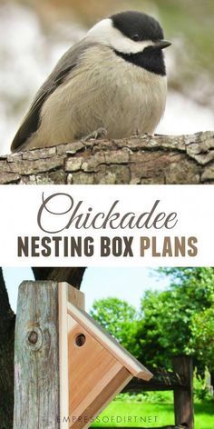 Nesting Box Plans, Bird House Plans Free, Backyard Birds Sanctuary, Homemade Bird Houses, Bird Houses Ideas Diy, Bird House Feeder, Bird House Plans, Bird House Kits, Bird Aviary