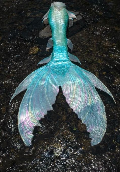 Silicone Mermaid Tails Realistic, Monofin Mermaid Tail, Finfolk Mermaid Tails, Mermaid Tail Aesthetic, Mermaid Diving, Mermaid Tails For Sale, Purple Mermaid Tails, Mermaid Headpiece, Mermaid Tile