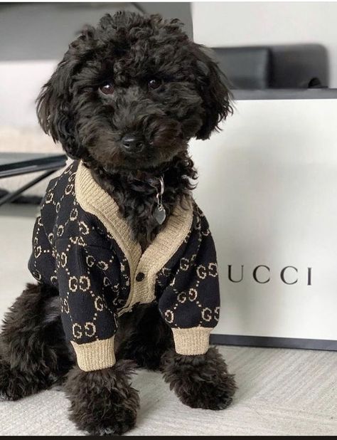 Puppies, Pet, Gucci, Dogs, Animals