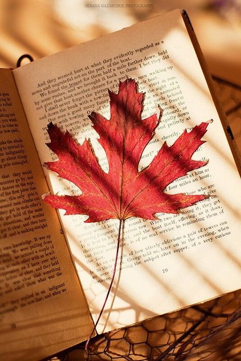 October Country, Red Maple Leaf, Leaf Photography, Fotografi Vintage, Red Maple, High Art, Leaf Wallpaper, We Fall In Love, Autumn Cozy