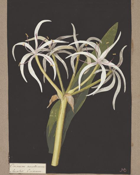 A new exhibition at Tate Britain celebrates the overlooked and unknown women artists in Britain including a selection of remarkable women botanical illustrators and floral artists. 🖼️🖌️🎨    Mary Delany, Crinum Asiaticum, 1780. © Courtesy The British Museum. Crinum Asiaticum, Mary Delany, Floral Artists, Tate Britain, Women Artists, The British Museum, Garden Inspired, British Museum, Female Artists