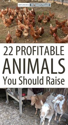 Chickens And Goats, Homestead Layout, Small Farming, Homesteading Animals, Self Sufficient Homestead, Raising Farm Animals, Homestead Life, Homesteading Diy, Backyard Chicken Farming