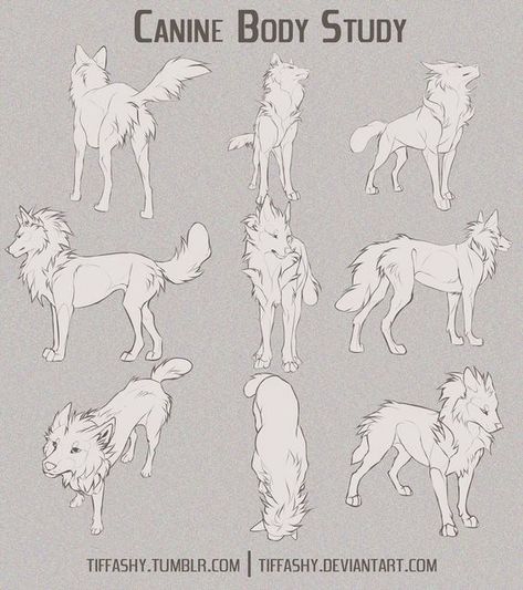 #wattpad #random Non of the pictures in here are mine Wolf Back View, Wolf Body Drawing, Wolf Front View, Study Tutorial, Wolf Poses, Wolf Sketch, Canine Drawing, Body Study, Ouran Highschool