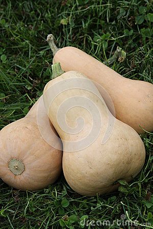 Butternut Squash - Download From Over 48 Million High Quality Stock Photos, Images, Vectors. Sign up for FREE today. Image: 42410821 Squash Photo, Winter Fruit, Winter Skin, Butternut Squash, Vegetable Garden, Sign Up, For Free, Stock Photos, Fruit