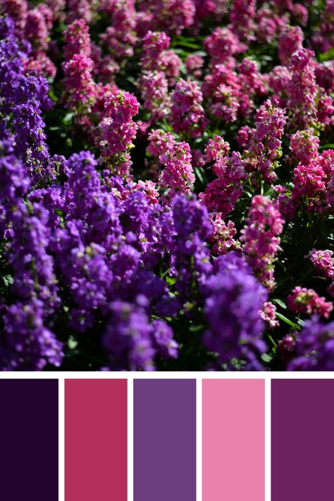 Vibrant Flower Bed: This image captures a flower bed bursting with pink and purple blooms. The rich and contrasting pink and purple color palette provides a vibrant and lively visual. Pink And Purple Color Palette, Color Scheme Generator, Lilac Fairy, Purple Color Palette, Color Generator, Flip Image, Purple Color Schemes, Blur Image, Purple Color Palettes