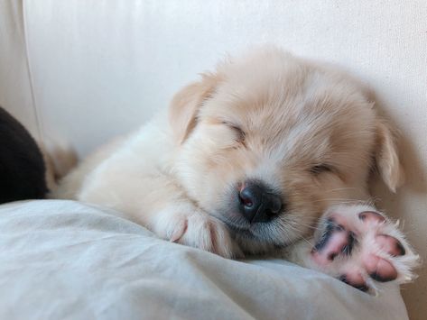 #cute #cuteanimals #sleep #dogs #puppy #rescue #paws Puppy Meme, Puppy Rescue, Dogs Sleeping, Dog Pfp, Puppy Sleeping, Sleepy Puppy, Sleepy Dogs, Kawaii Dog, Sleeping Puppies