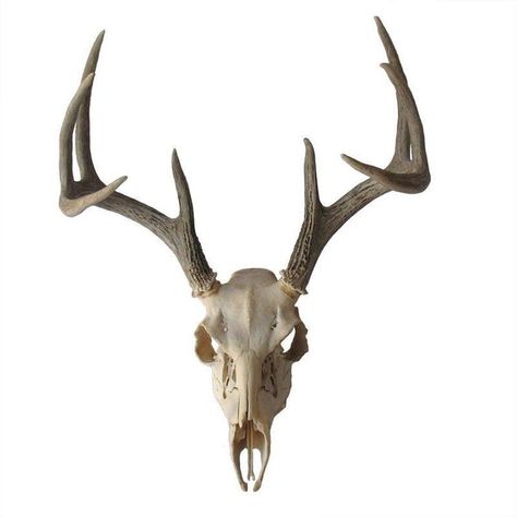 Antler Home Decor, Deer Skull With Antlers, Skull With Antlers, Hanya Tattoo, Skull Home Decor, Deer Antler Decor, Skull Reference, Baba Jaga, Animal Skeletons